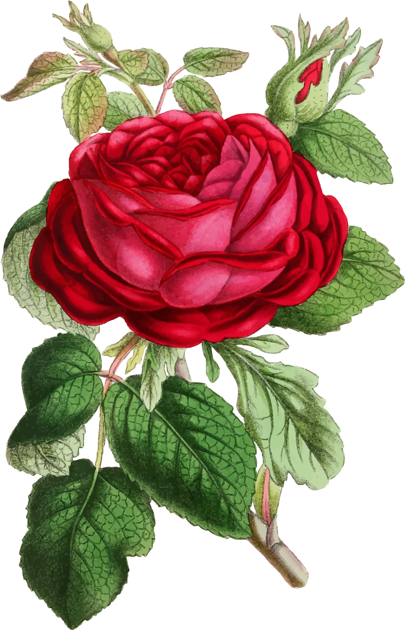 Clipart - Vintage Rose Illustration