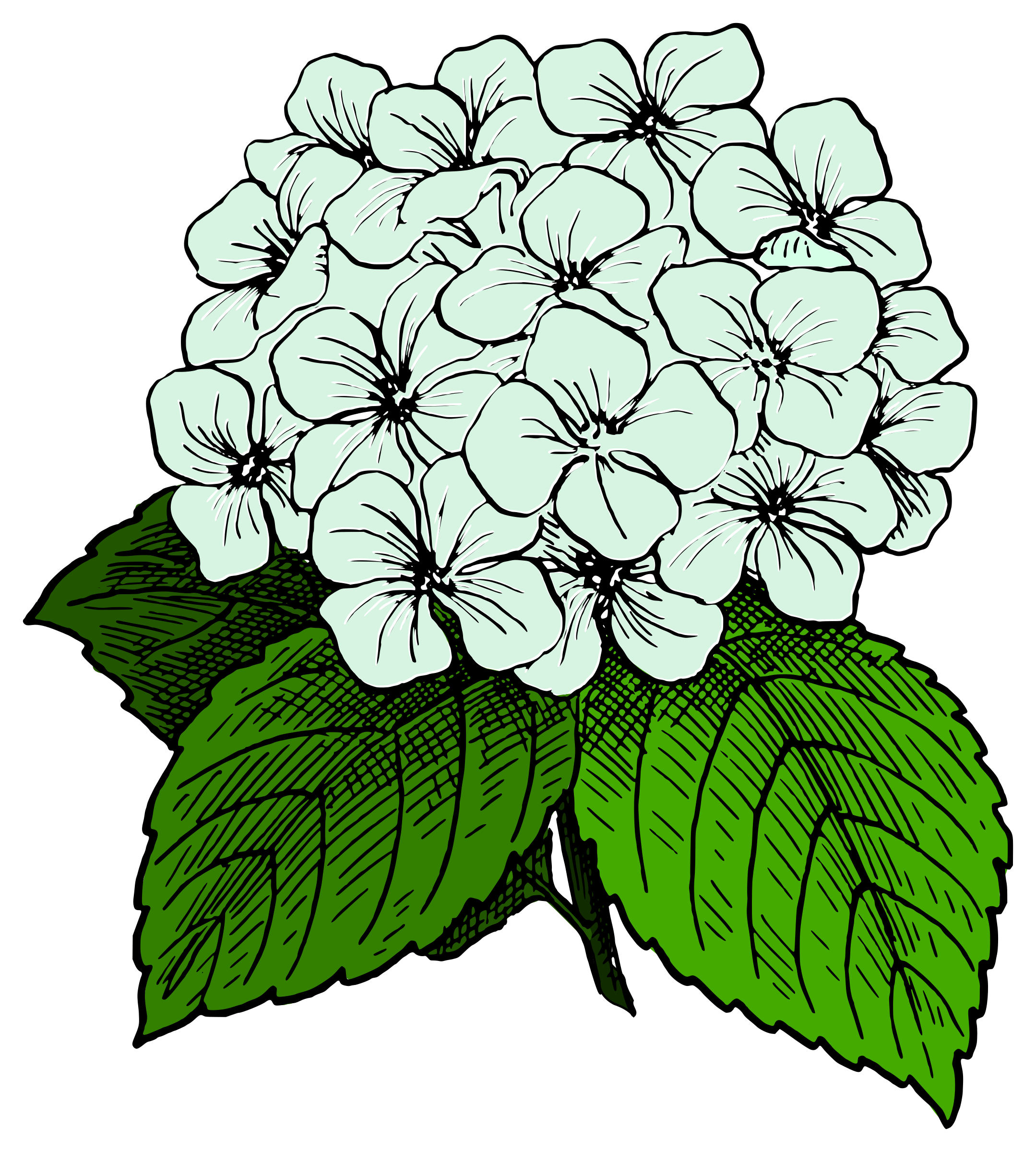 free clip art hydrangea flowers - photo #12