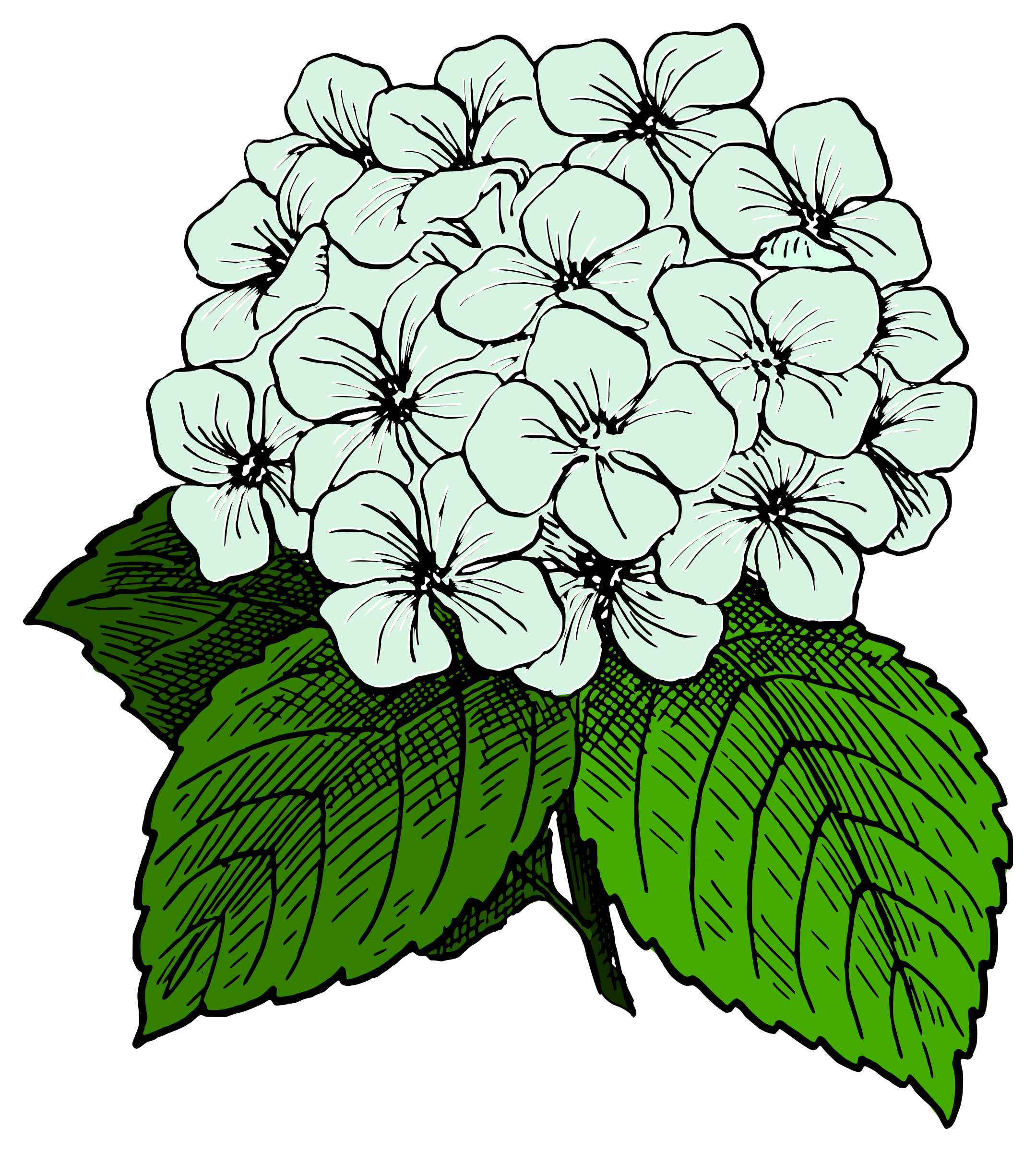 Clipart - Hydrangea