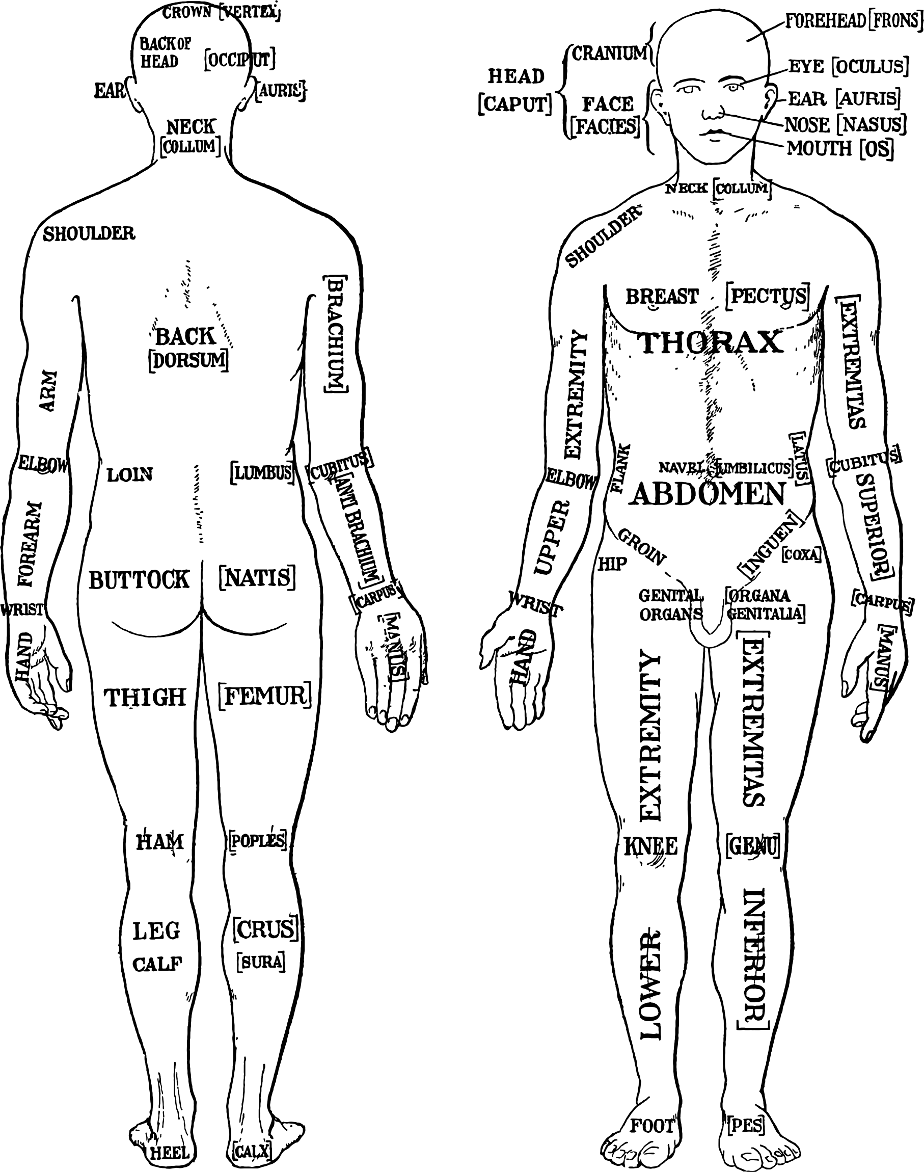 clipart morris human anatomy diagram 1933