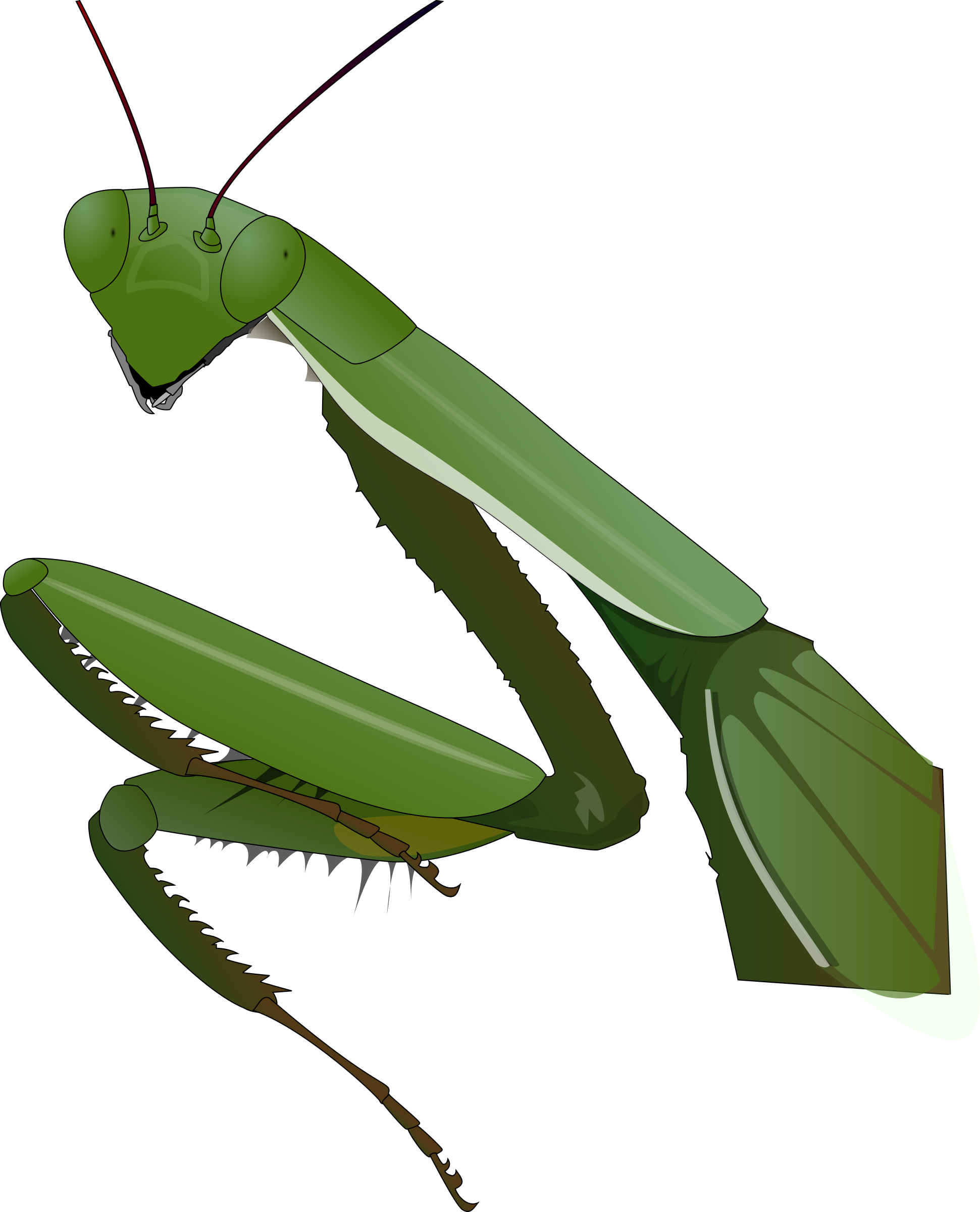 Clipart - Praying Mantis