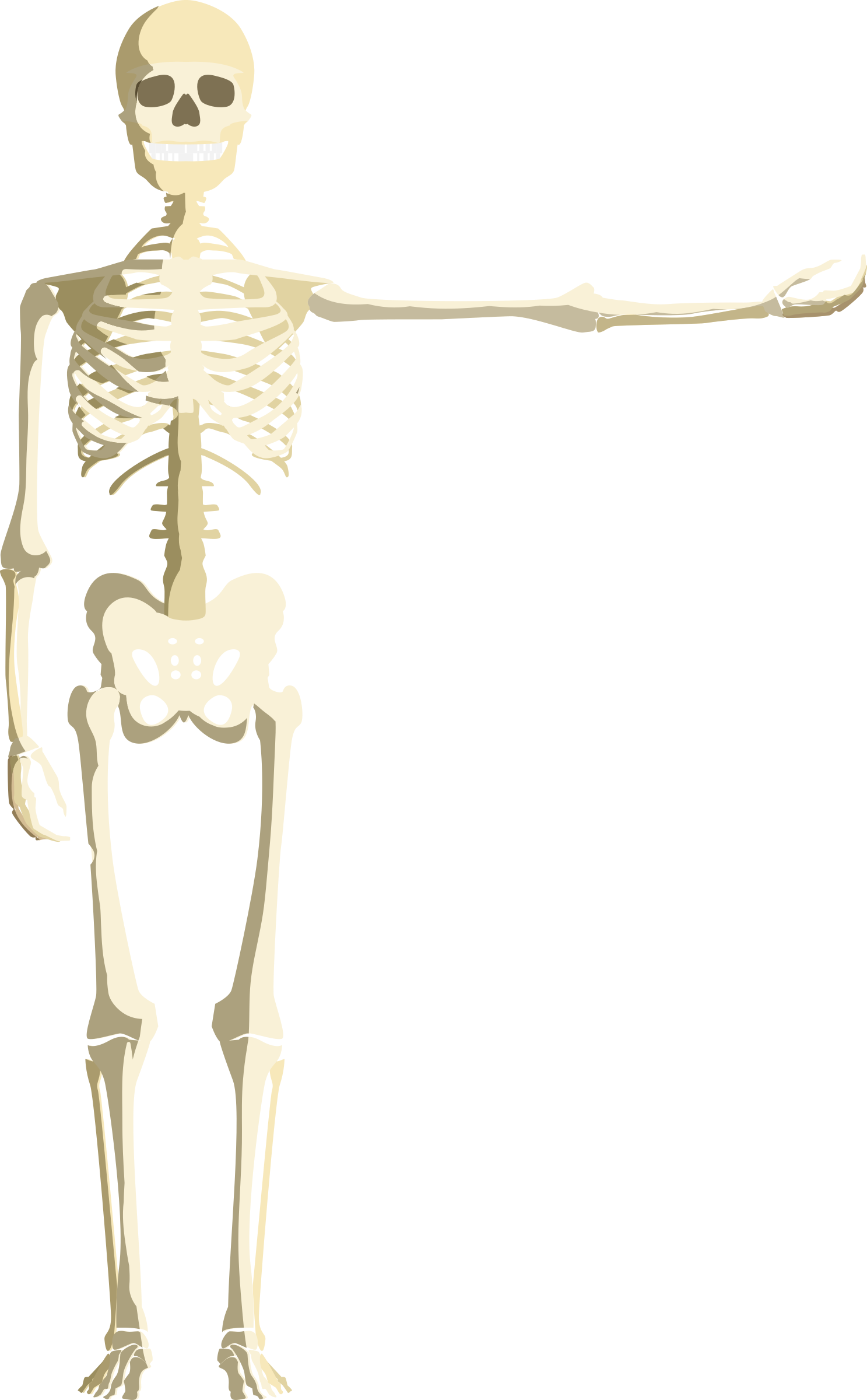 Clipart - Skeleton