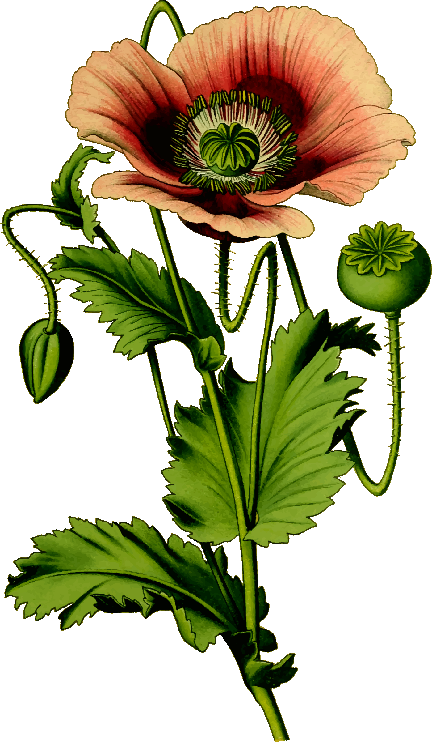 Clipart - Opium poppy 4