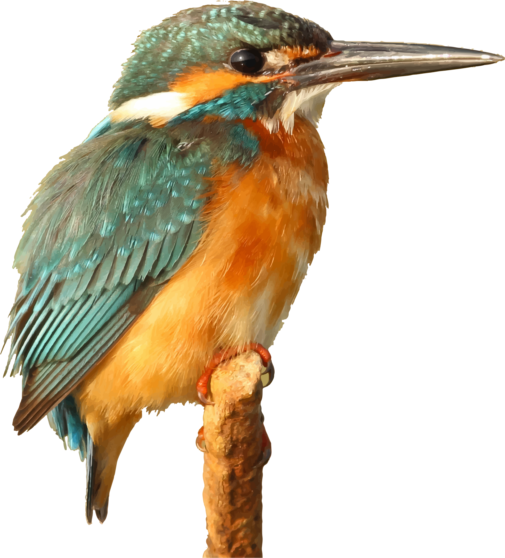 clipart kingfisher bird - photo #12