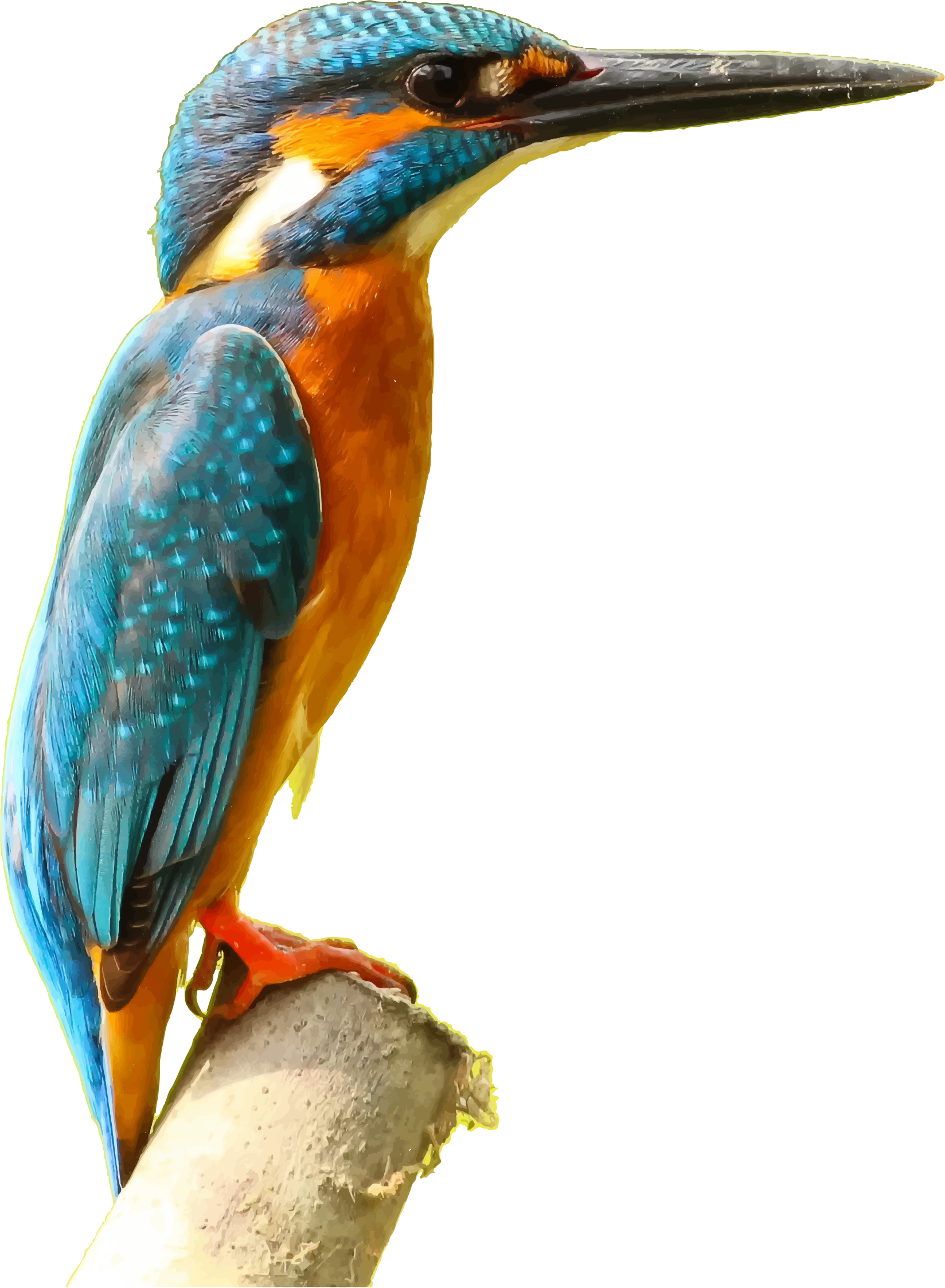 clipart kingfisher bird - photo #6