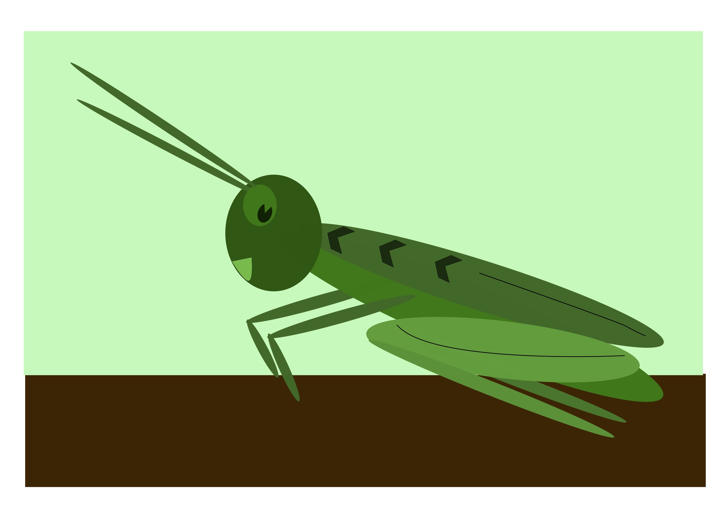 clipart cricket insect - photo #42