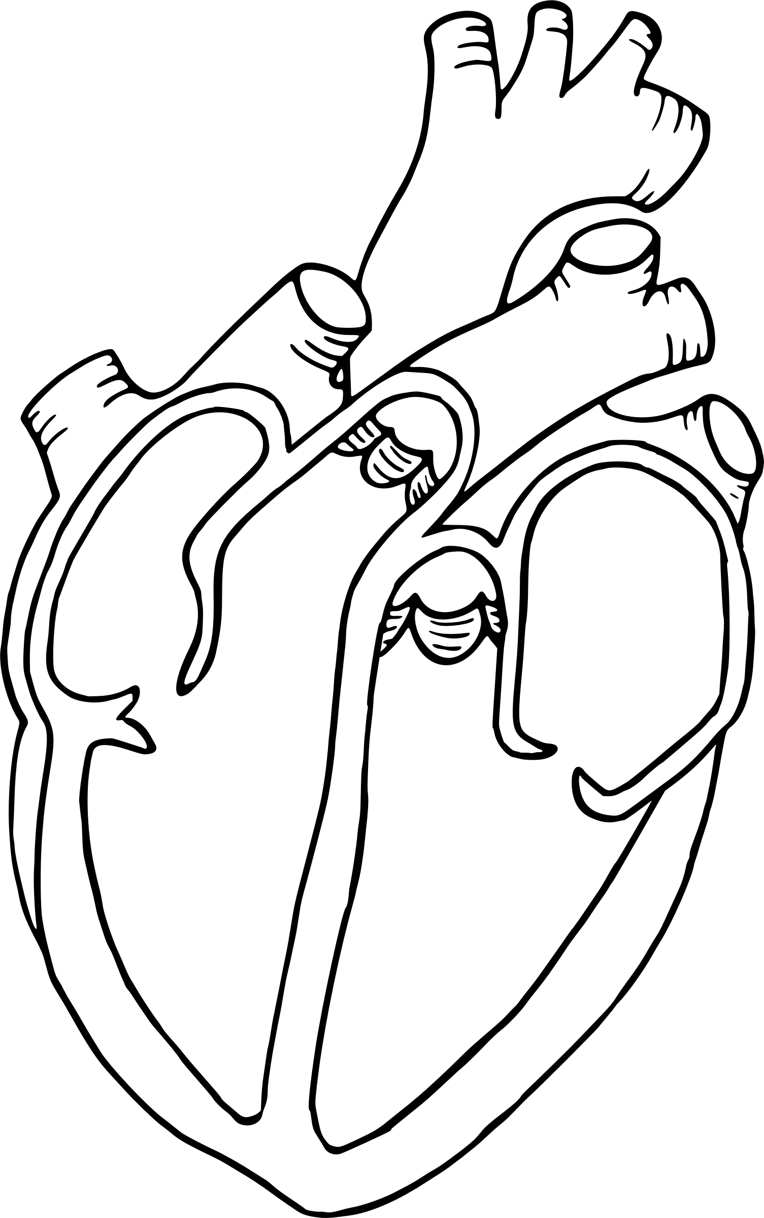 Clipart - Heart diagram