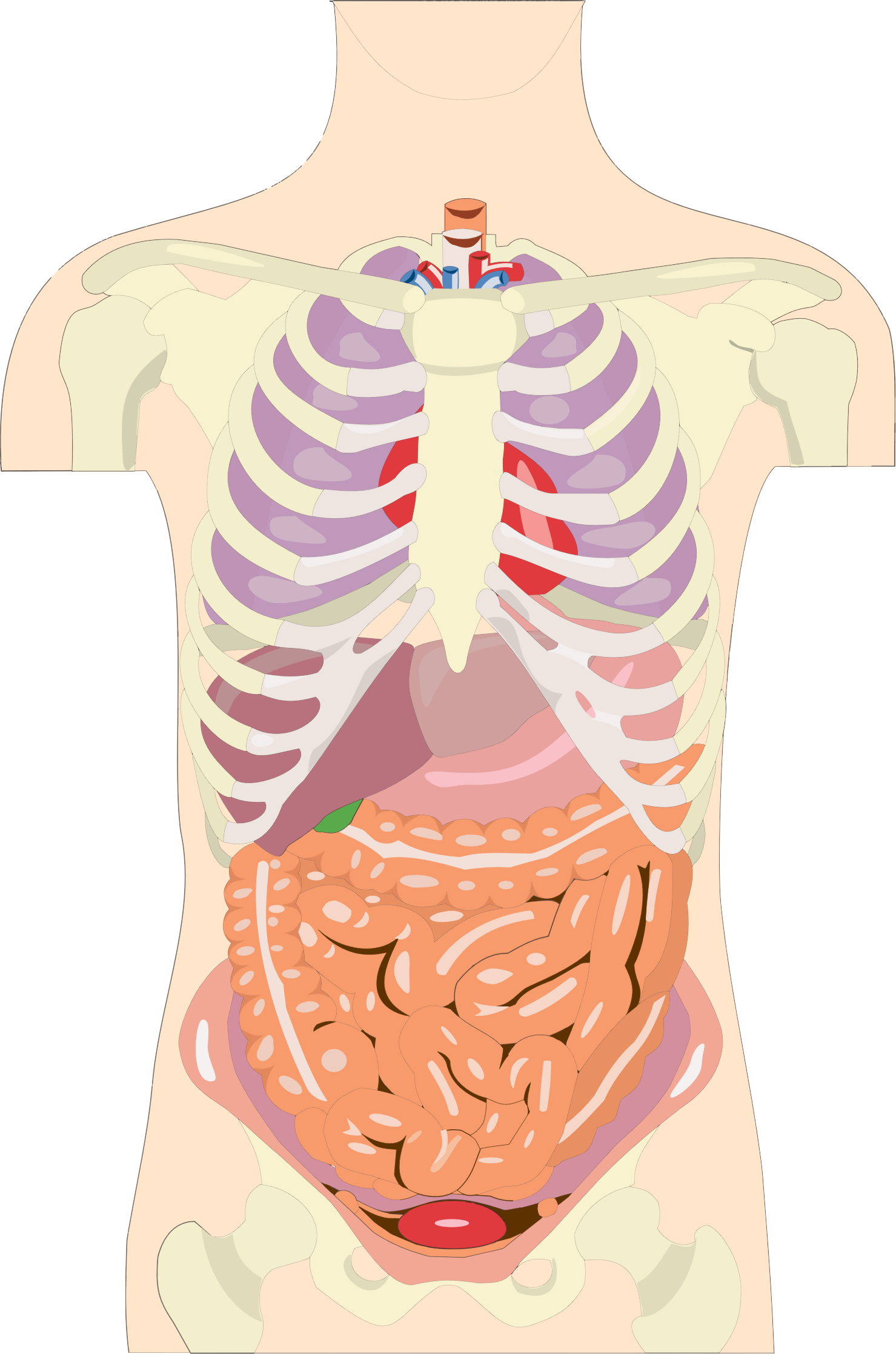 human chest clipart - photo #48