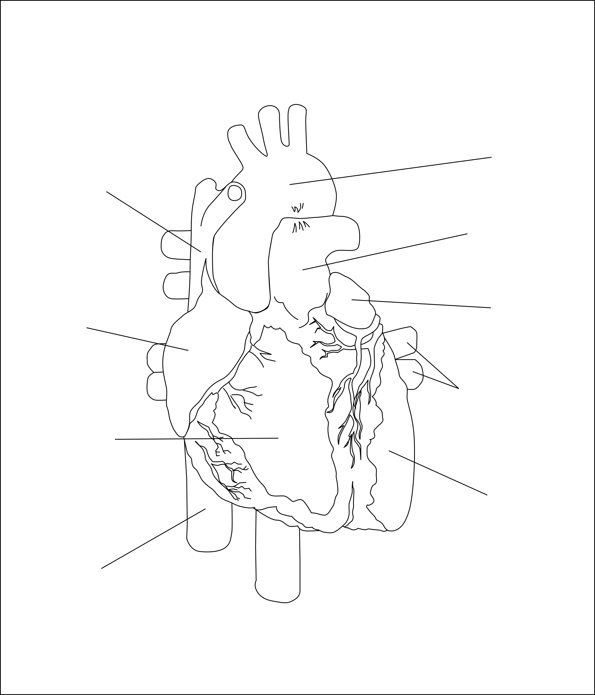 How To Draw Human Heart Human Heart Easy To Draw Png Image Images