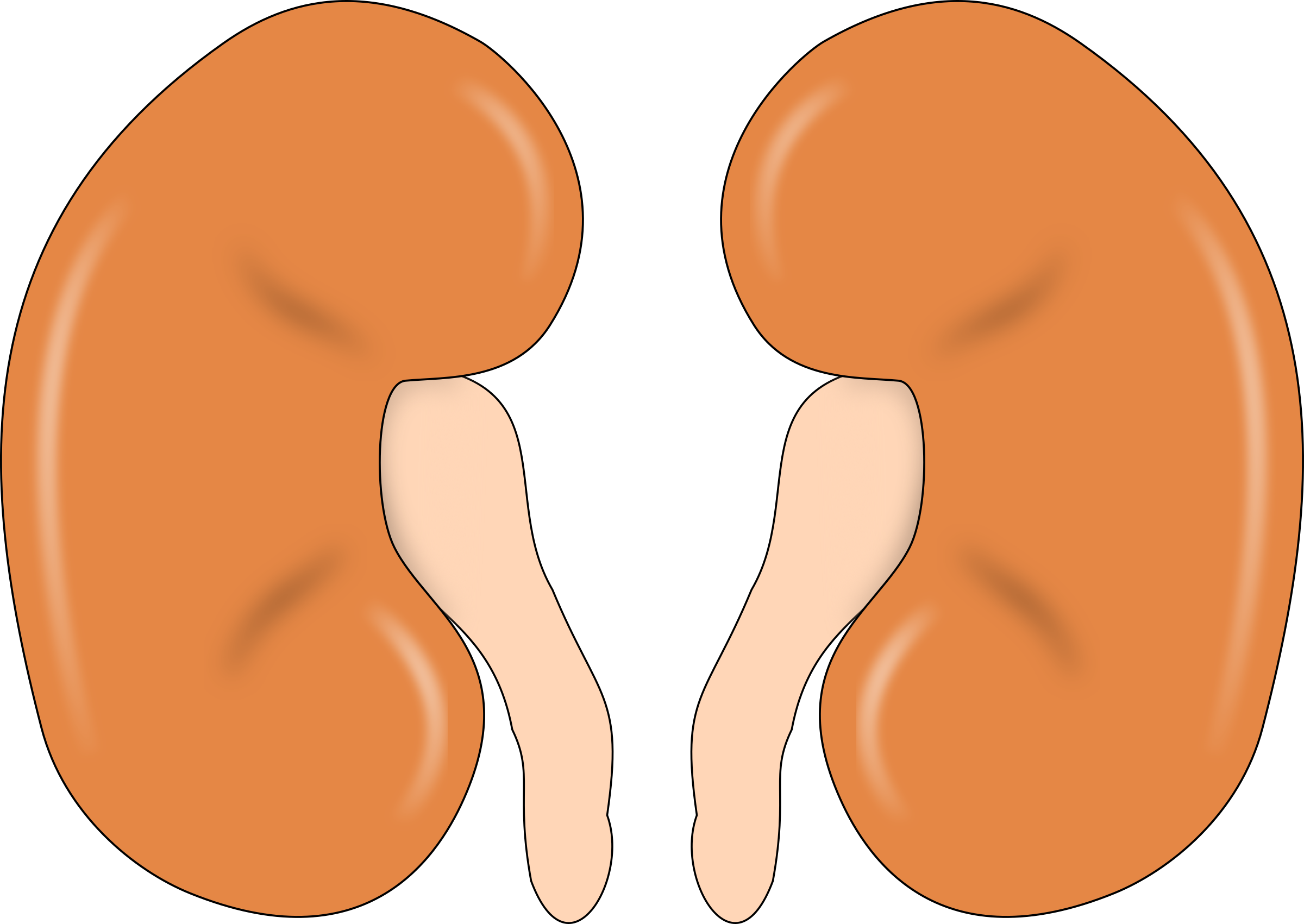 Clipart - kidney-reins