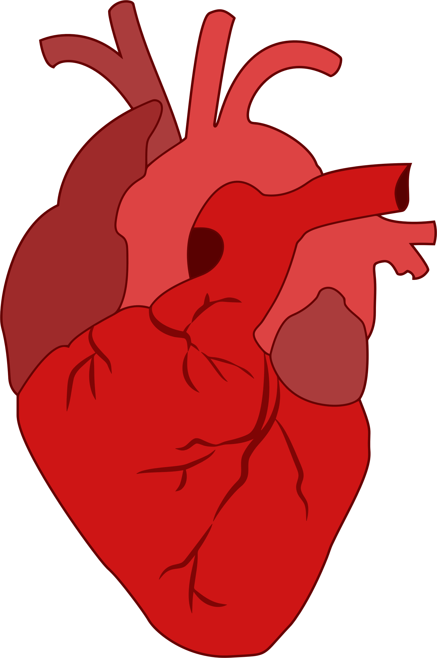 Corazon Humano Png Free Logo Image 0099