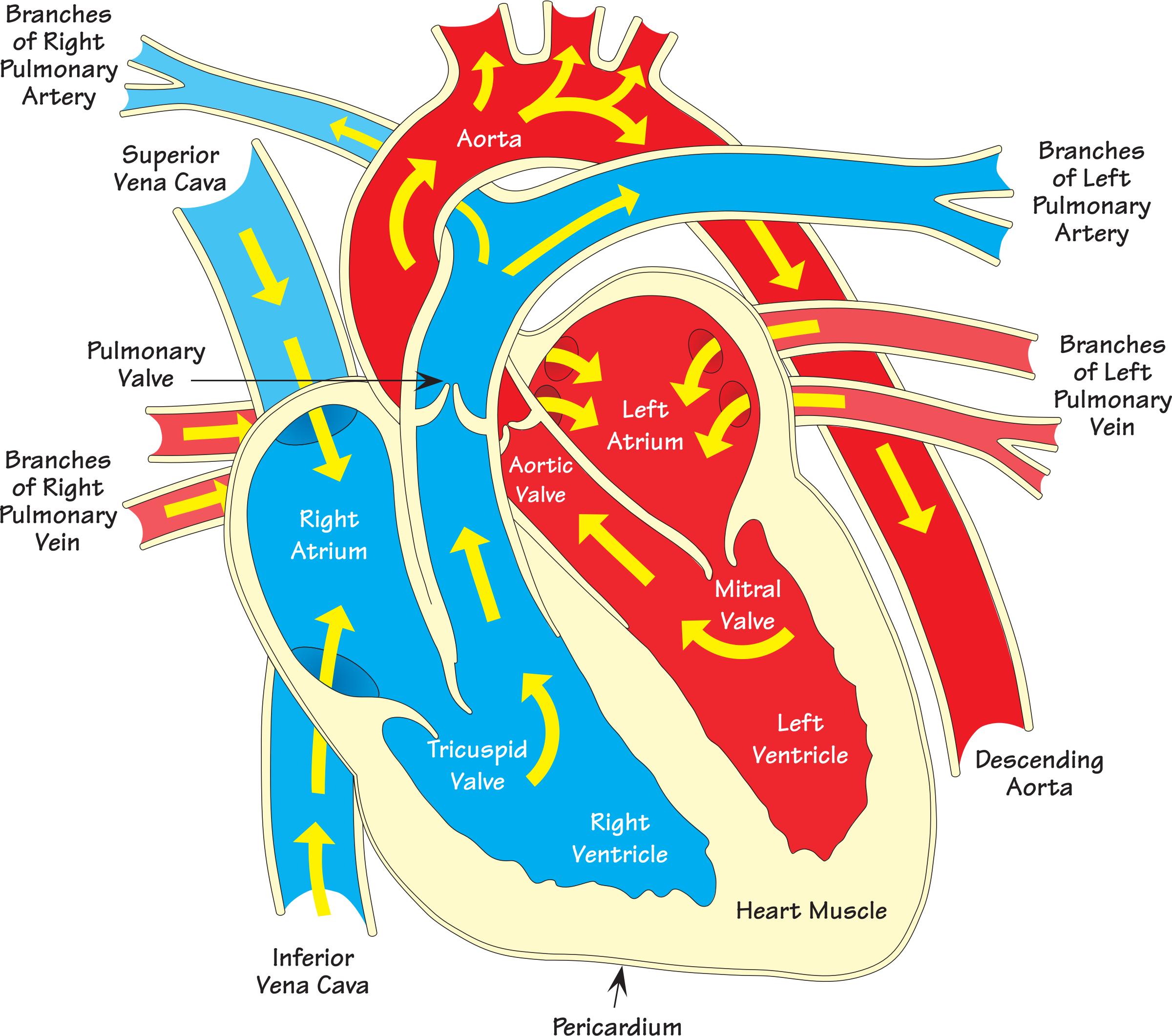 Clipart - Heart diagram 2 (annotated)