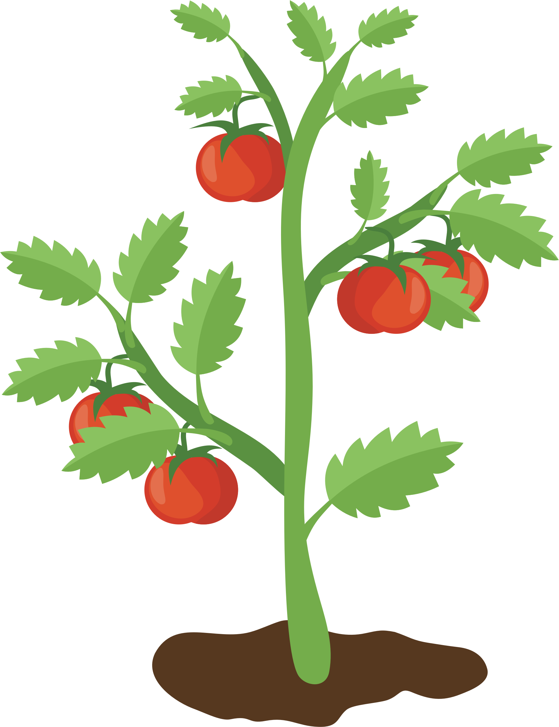 clipart tomato plant
