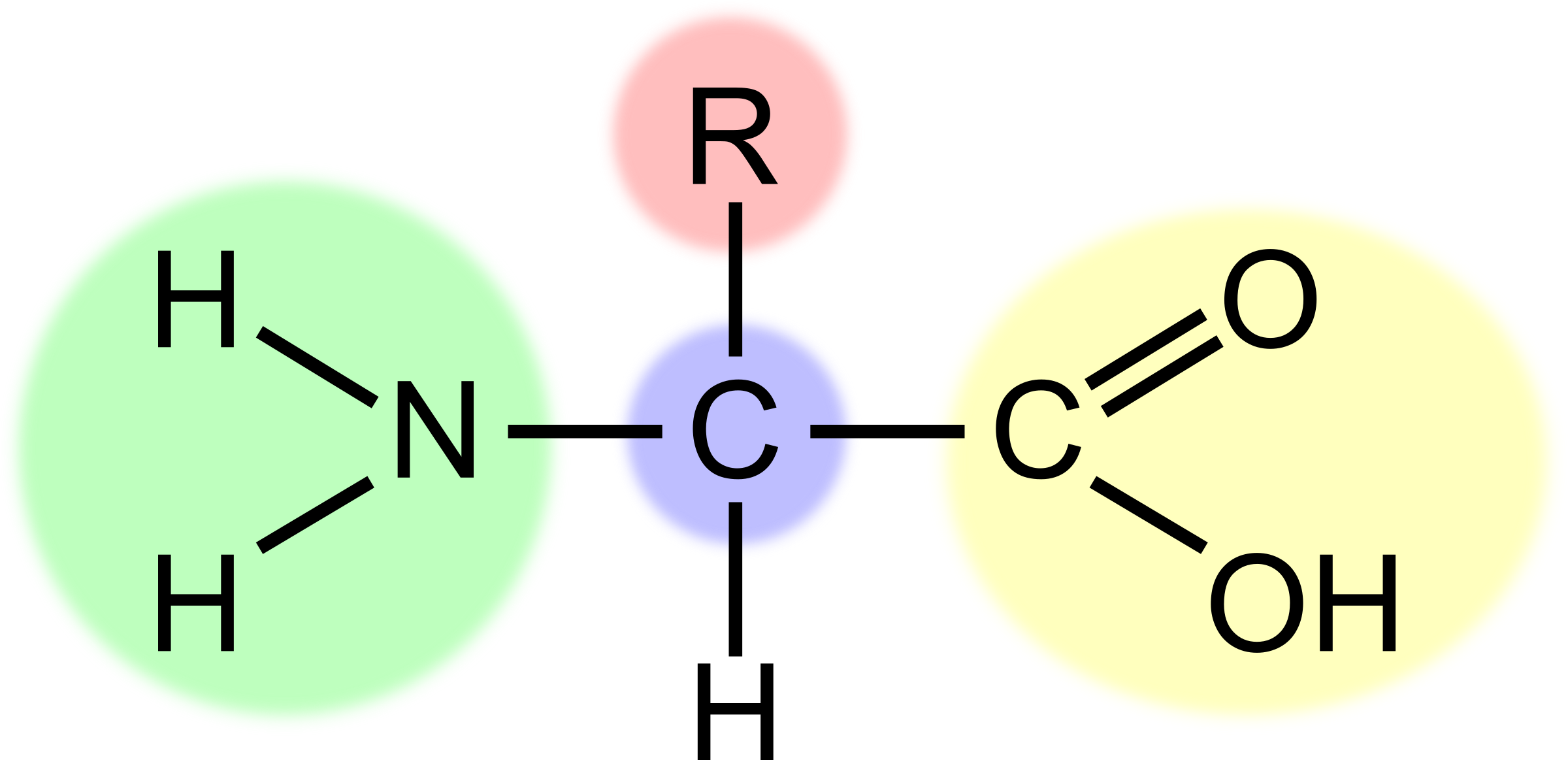 Structure Of Amino Acids