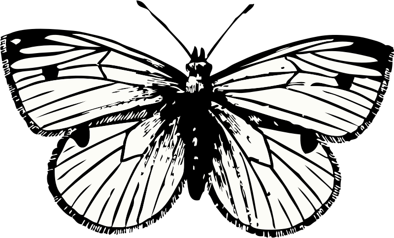 Clipart - cabbage moth