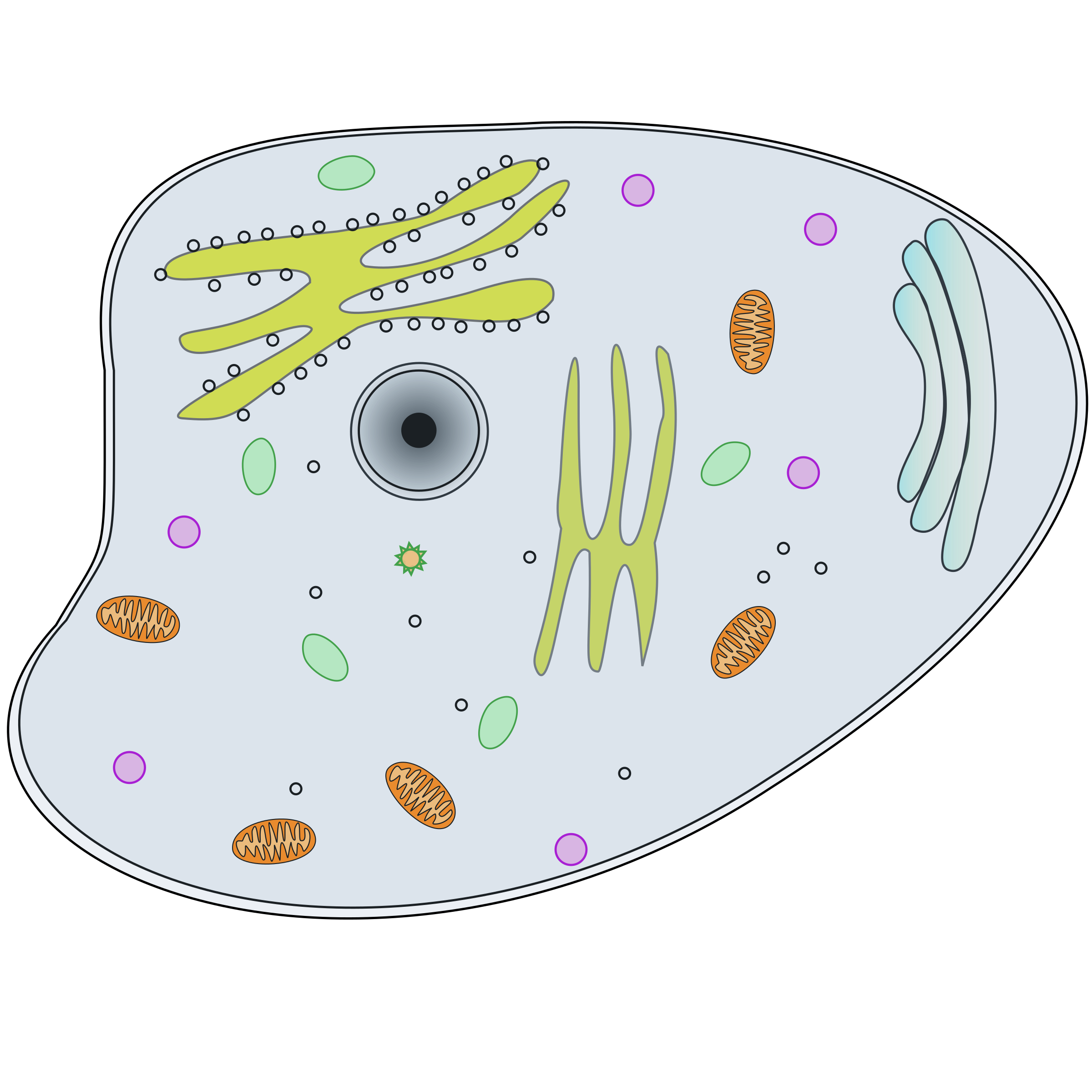 Animal Cell Unlabeled Circle Png Image Transparent Png Free - Riset