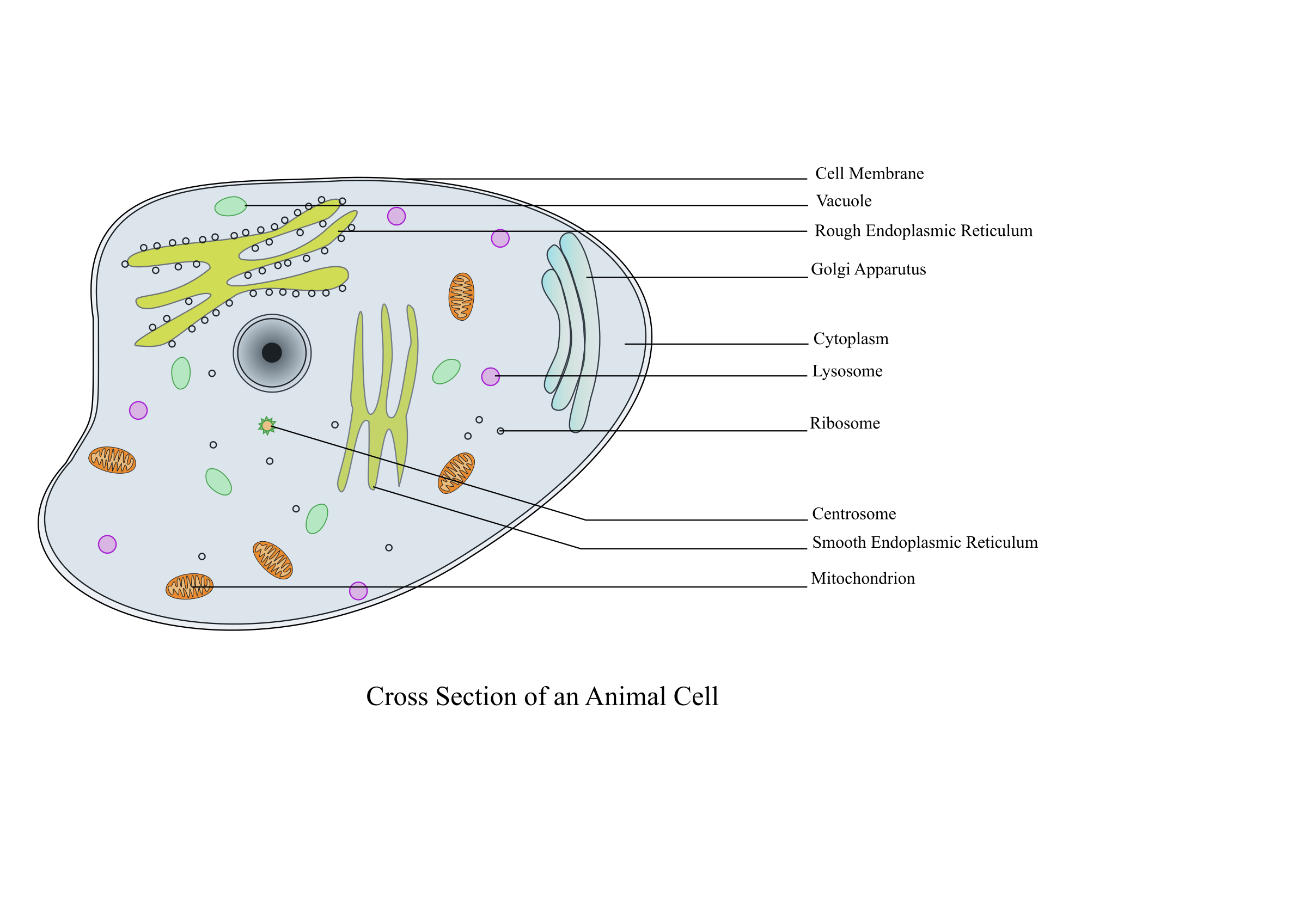 43 Plant Diagram Simple Png Diagram Printabel - vrogue.co