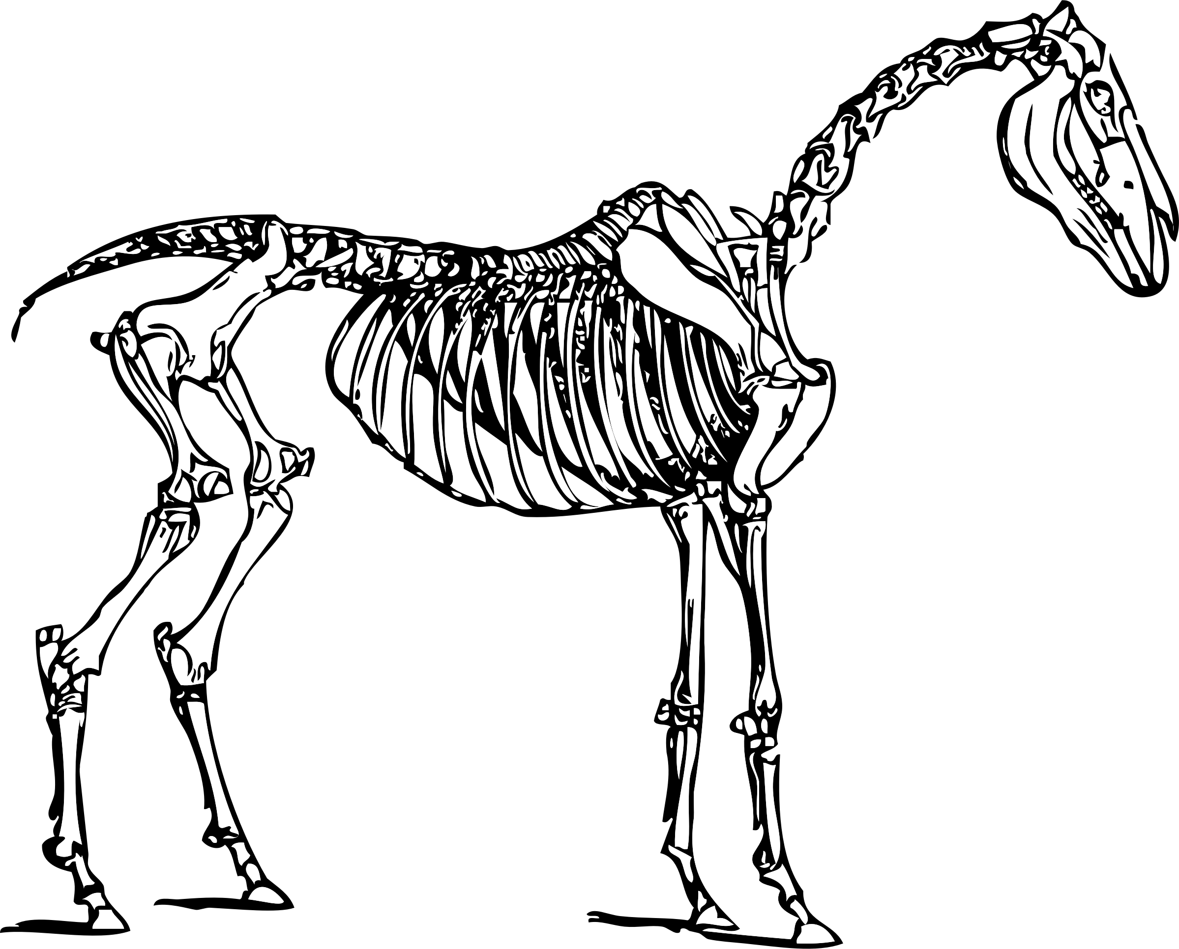 Horse Skeleton Anatomy Diagram