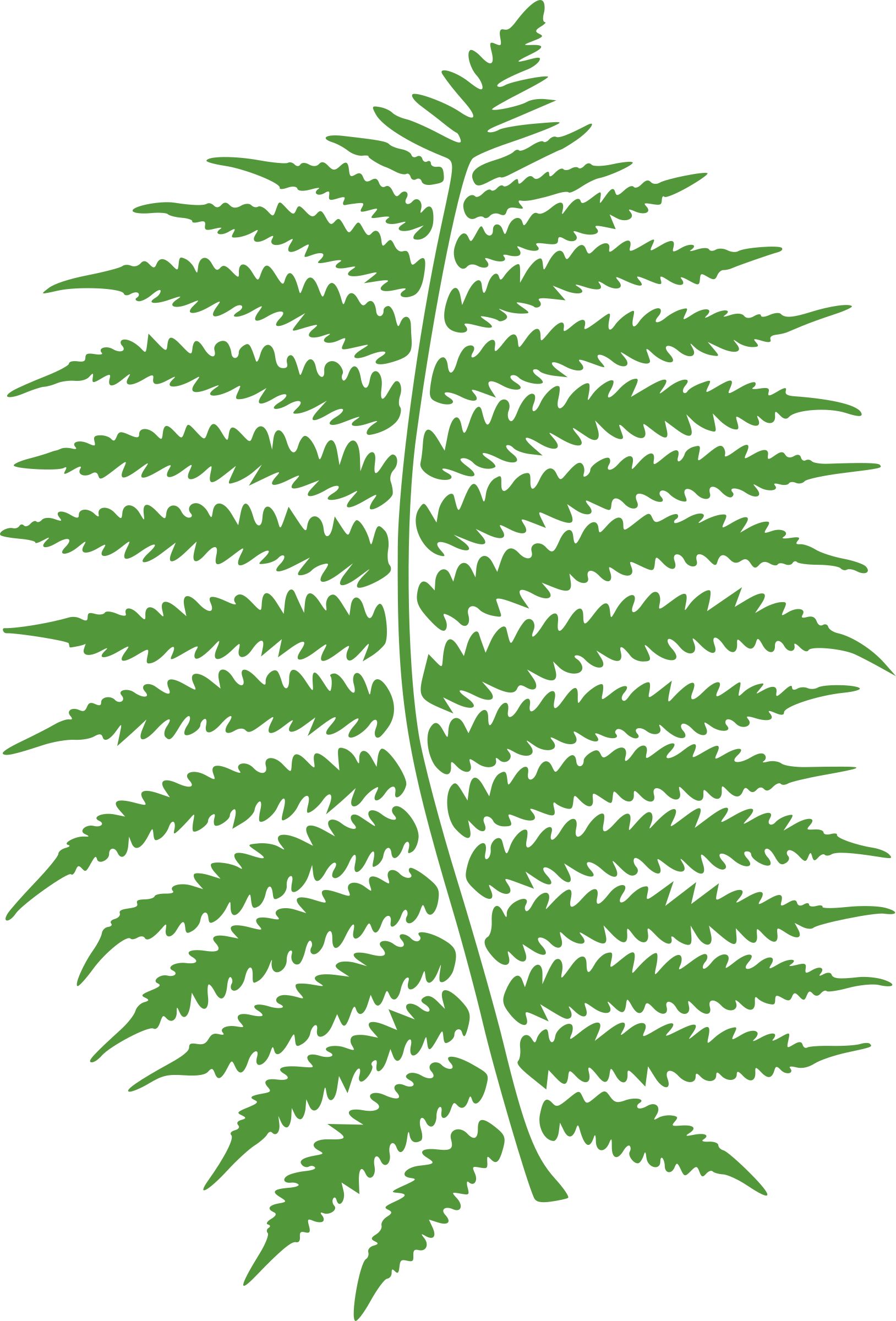 Clipart - fern