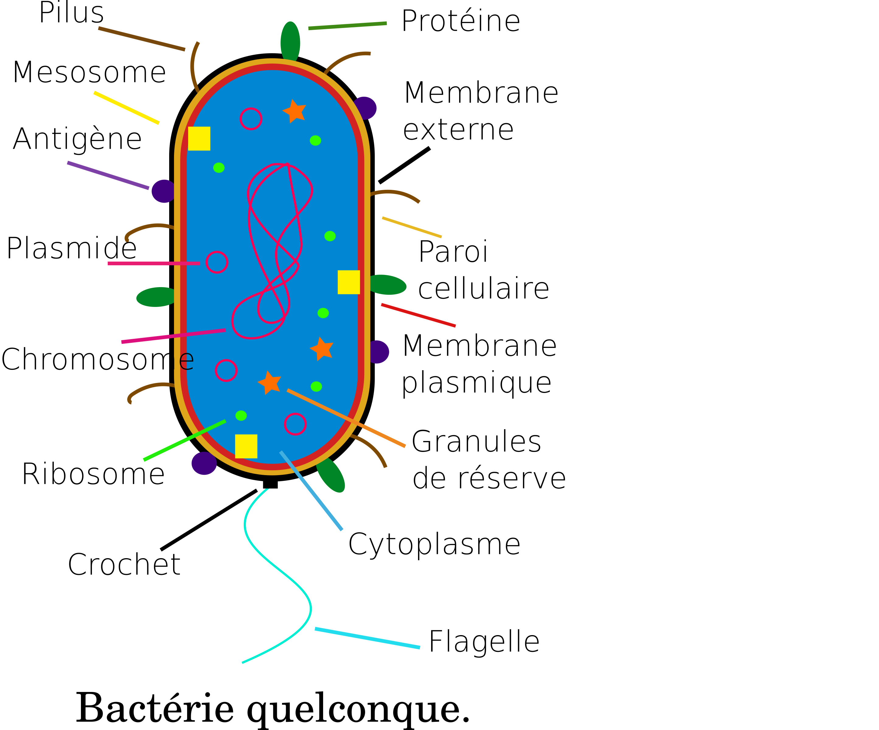 Clipart Bact rie Bacteria