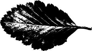 openclipart圖庫：leaf silhouette 3