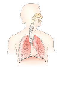 openclipart圖庫：respiratory system 2