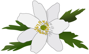 openclipart圖庫：Anemone Nemorosa
