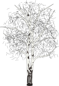 openclipart圖庫：leafless birch