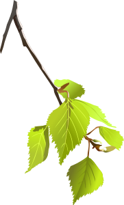 openclipart圖庫：Birch leafs