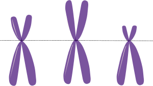 openclipart圖庫：acrocentric chromosomes