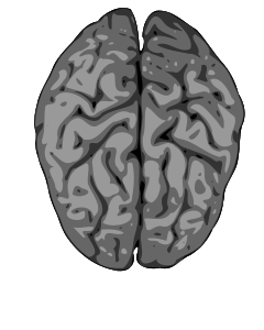 openclipart圖庫：grey brain