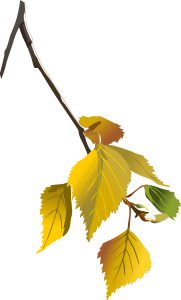 openclipart圖庫：Birch leafs - autumn