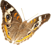 openclipart圖庫：Junonia coenia