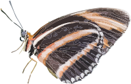 openclipart圖庫：Dryadula phaetusa