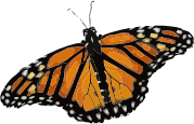 openclipart圖庫：Danaus plexippus