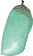 openclipart圖庫：Chrysalis (D. plexippus)