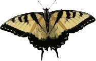 openclipart圖庫：Papilio glaucus