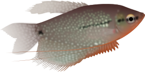 openclipart圖庫：Pearl gourami