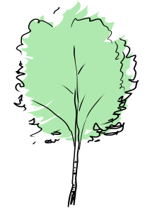 openclipart圖庫：Beech