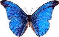 openclipart圖庫：Morpho rhetenor