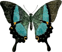 openclipart圖庫：Papilio buddha 
