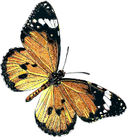openclipart圖庫：Danaus chrysippus