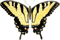 openclipart圖庫：Papilio glaucus 