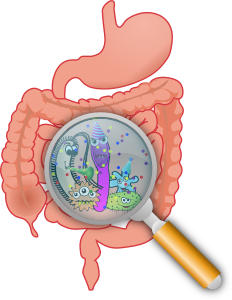 openclipart圖庫：Party in the intestines