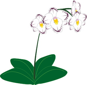 openclipart圖庫：Orchid