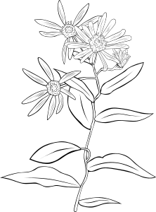 openclipart圖庫：Aster Conspicuus