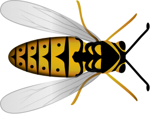 openclipart圖庫：Bee Top View
