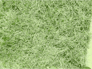 openclipart圖庫：Grass texture