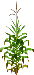 openclipart圖庫：corn plant