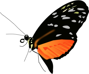 openclipart圖庫：Lighter orange-black butterfly